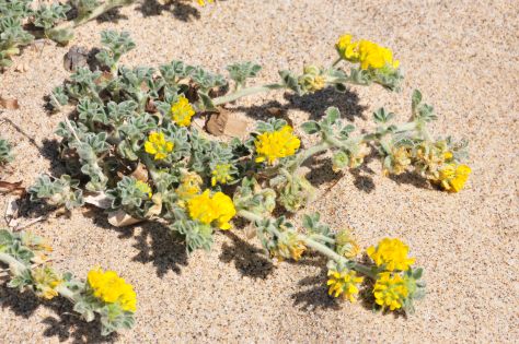 Lotus cytisoides subsp. conradiae e Medicago marina